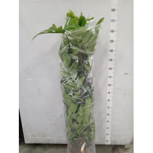 Philodendron pedatum