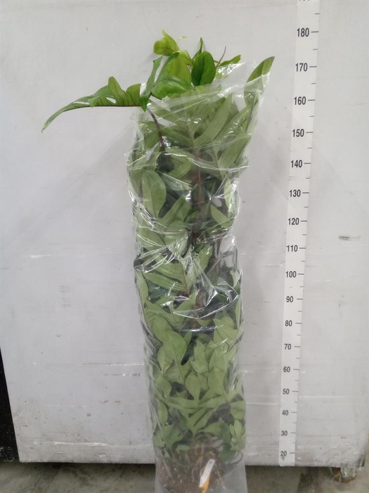 <h4>Philodendron pedatum</h4>