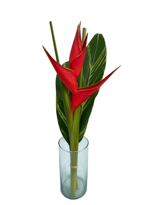 <h4>BQ Flat CB Heliconia Regular</h4>