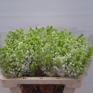 SYR V MME FL STEPMAN