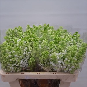 SYR V MME FL STEPMAN