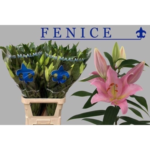 LI OR FENICE