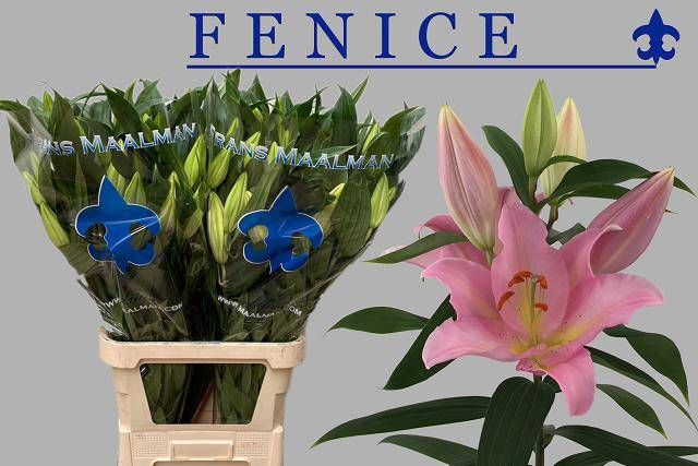 <h4>LI OR FENICE</h4>