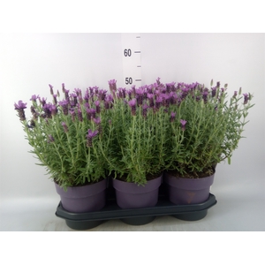 Lavandula stoec. 'Anouk'