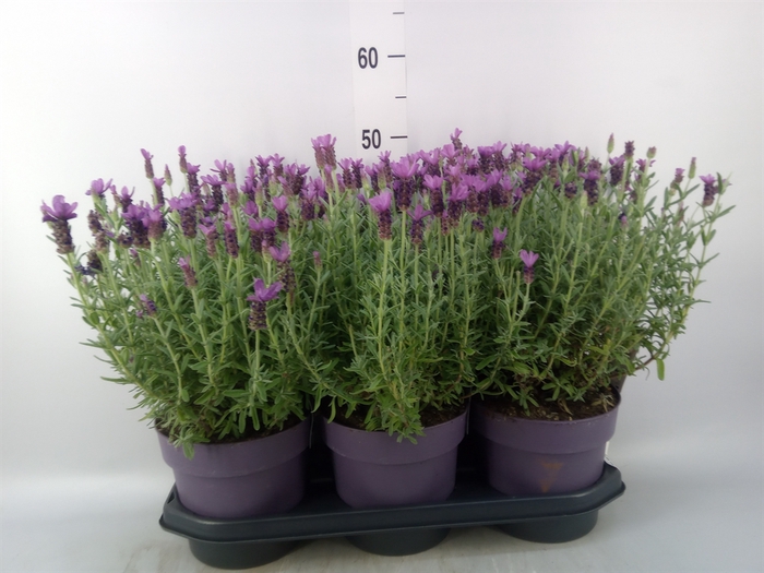 <h4>Lavandula stoec. 'Anouk'</h4>
