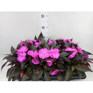 Impatiens NG 'Tamarinda Violet'