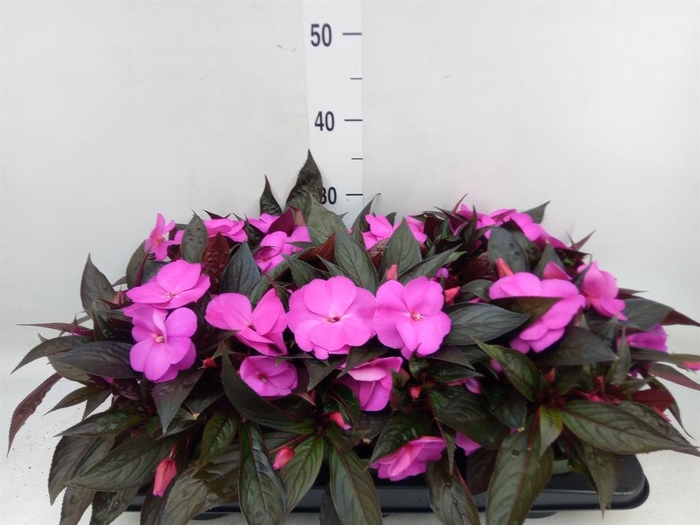 <h4>Impatiens NG 'Tamarinda Violet'</h4>