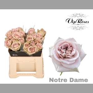 R GR NOTRE DAME+ x20