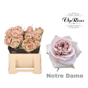 R GR NOTRE DAME+ x20