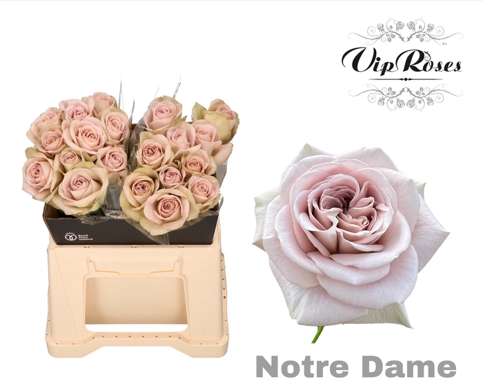 <h4>R GR NOTRE DAME+ x20</h4>