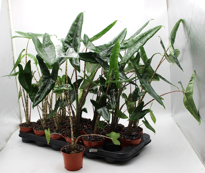 <h4>ALOC ZEBRINA</h4>