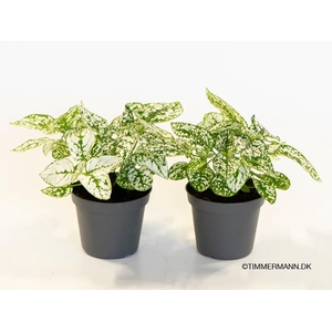 HYPOESTES PHYLLOSTACHYA P6 CONFETTI WHITE