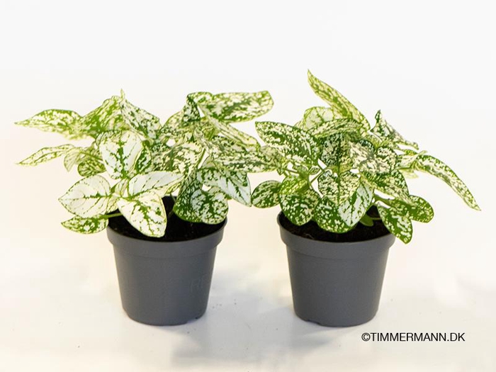 <h4>HYPOESTES PHYLLOSTACHYA P6 CONFETTI WHITE</h4>