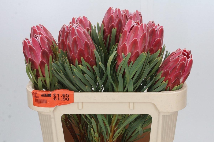 <h4>PROTEA VENUS</h4>