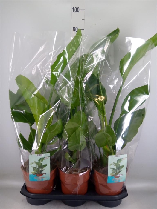 <h4>Strelitzia nicolai</h4>