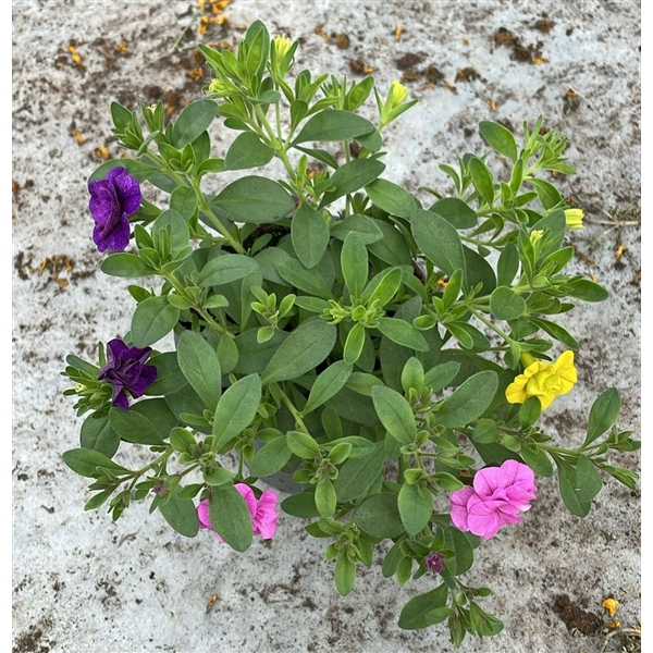 <h4>Calibrachoa Cabaret Mixmasters® Yellow Jazz Trixi</h4>