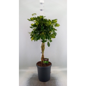 Schefflera arbor. 'Gold Capella'