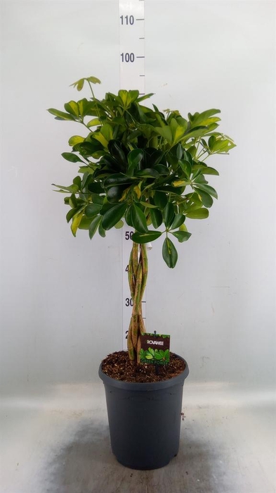 <h4>Schefflera arbor. 'Gold Capella'</h4>