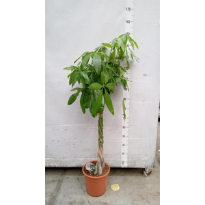 Pachira aquatica