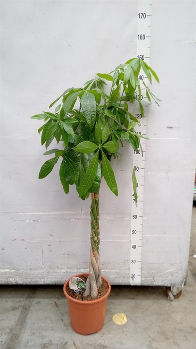 <h4>Pachira aquatica</h4>