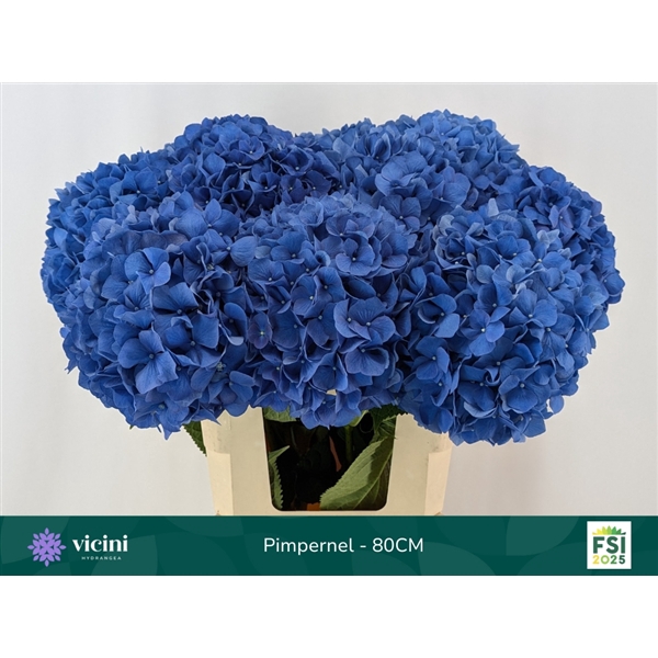 <h4>Hydr Pimpernel 80 cm Vicini</h4>