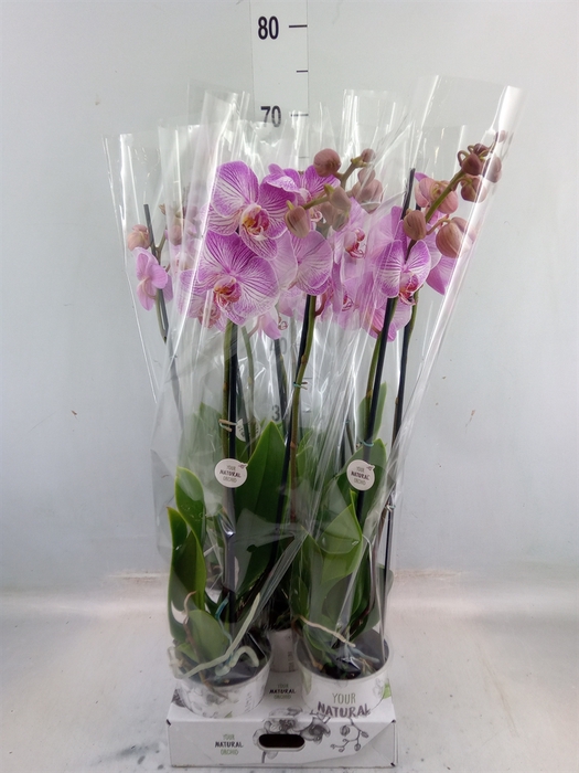 <h4>Phalaenopsis   ...rose</h4>