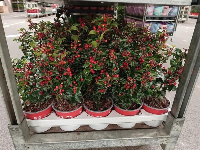 <h4>Ilex meserveae</h4>