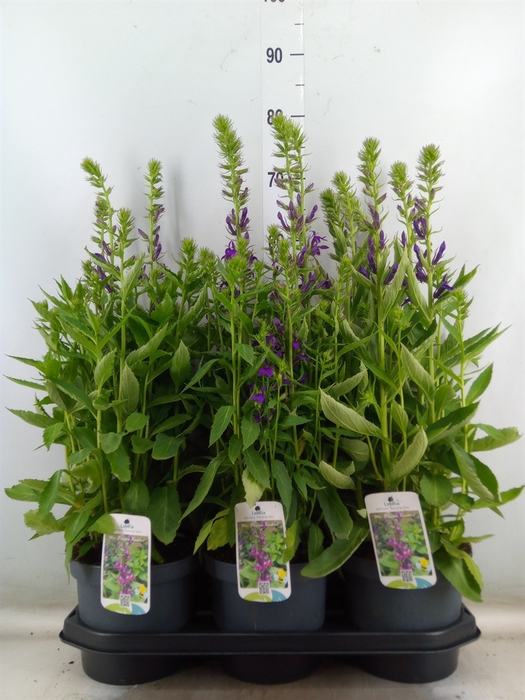 <h4>Lobelia speciosa 'Starship Blue'</h4>