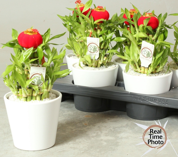 <h4>DRA LUCKY BAMBOO</h4>