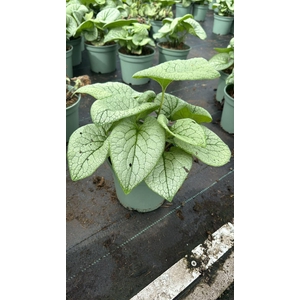Brunnera