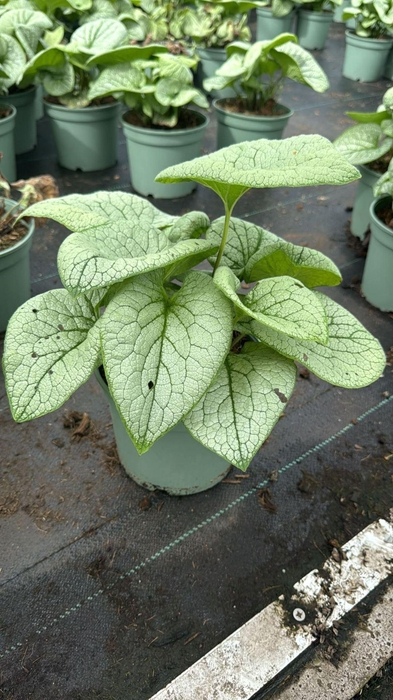 <h4>Brunnera</h4>
