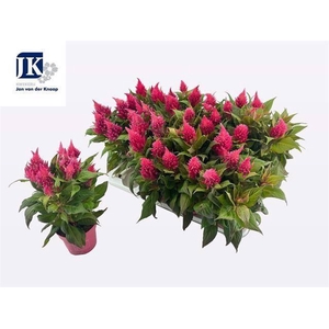 Cel Pl Kel Fire Pink