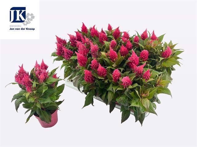<h4>Cel Pl Kel Fire Pink</h4>