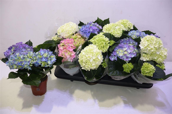 <h4>arr8 Hydr M Gem</h4>