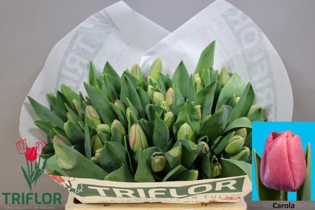 <h4>TU EN CAROLA</h4>