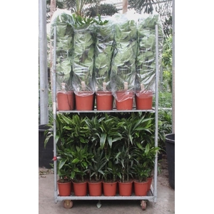 Mixkar Dracaena 3pp en Monstera mosstok