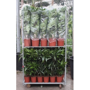 Mixkar Dracaena 3pp en Monstera mosstok