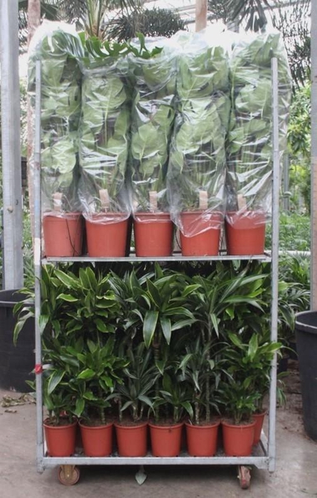 <h4>Mixkar Dracaena 3pp en Monstera mosstok</h4>