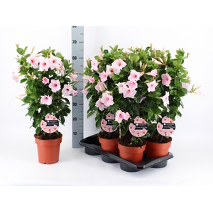 MANDE QOS VEL PAS PI