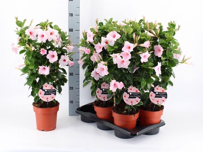 <h4>MANDE QOS VEL PAS PI</h4>