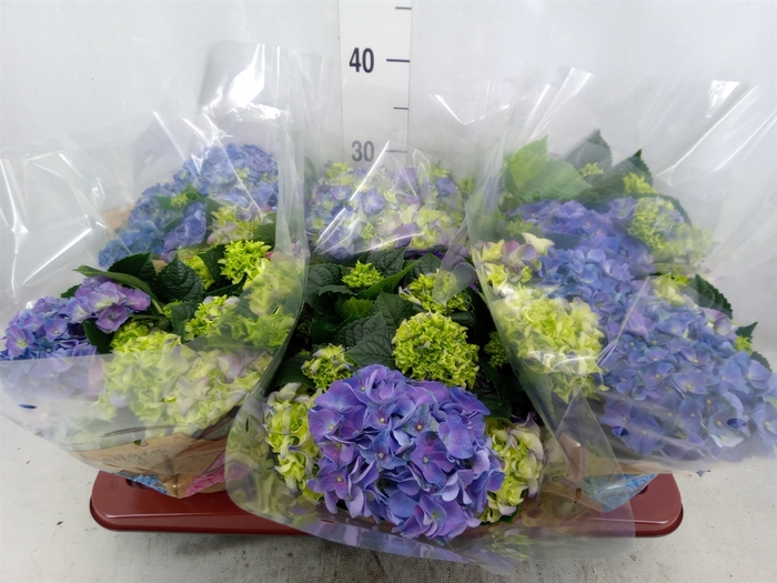 <h4>Hydrangea mac. 'Early Blue'</h4>