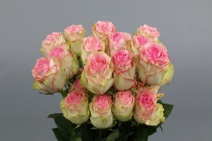 <h4>Rosa ec esperance</h4>