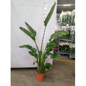 Strelitzia nicolai