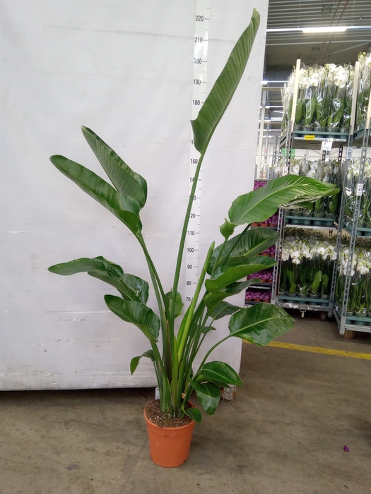 <h4>Strelitzia nicolai</h4>