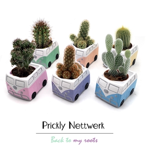 CACTUS OV