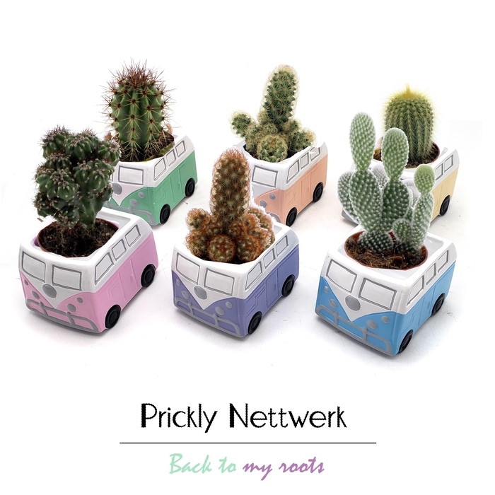 <h4>CACTUS OV</h4>