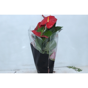 ANTHURIUM OREGON P19 VERMELHO PREMIUM