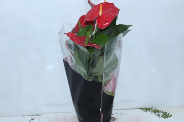 <h4>ANTHURIUM OREGON P19 VERMELHO PREMIUM</h4>
