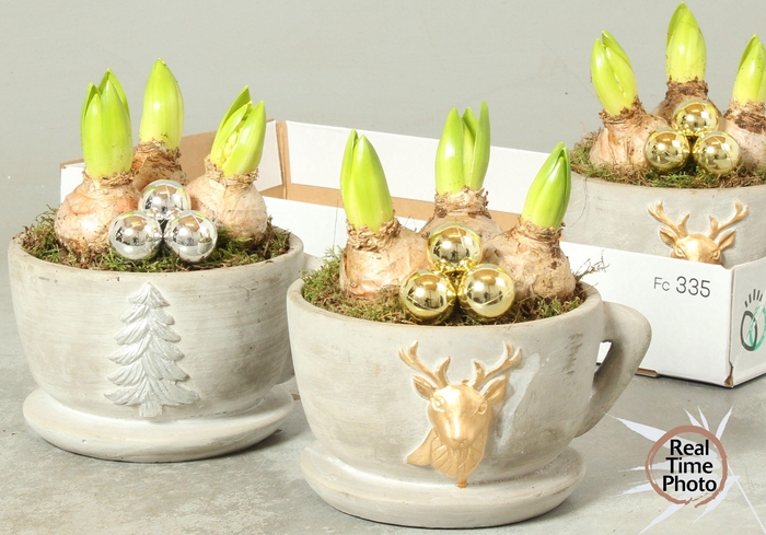 <h4>ARR HYACINTH</h4>