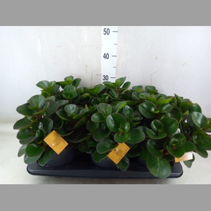 Peperomia obt. 'Burning Bush'